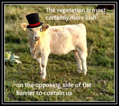 Dapper calf provides words of wisdom