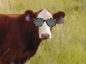 Calf with Sunglasses